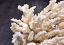 White Table Coral Cluster Large Centerpiece (1 coral 5.5L x 6.5H x 7D) Large White Table Coral for coastal home display decor & collecting!