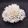White Table Coral Cluster Large Centerpiece (1 coral 5.5L x 6.5H x 7D) Large White Table Coral for coastal home display decor & collecting! Copyright 2025 SeaShellSupply.com.