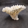 White Table Coral Cluster Large Centerpiece (1 coral 5.5L x 6.5H x 7D) Large White Table Coral for coastal home display decor & collecting! Copyright 2025 SeaShellSupply.com.