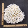 White Table Coral Cluster Large Centerpiece (1 coral 5.5L x 6.5H x 7D) Large White Table Coral for coastal home display decor & collecting! Copyright 2025 SeaShellSupply.com.