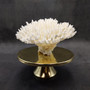 White Table Coral Cluster Large Centerpiece (1 coral 5.5L x 6.5H x 7D) Large White Table Coral for coastal home display decor & collecting! Copyright 2025 SeaShellSupply.com.