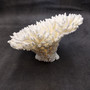 White Table Coral Cluster Large Centerpiece (1 coral 5.5L x 6.5H x 7D) Large White Table Coral for coastal home display decor & collecting! Copyright 2025 SeaShellSupply.com.