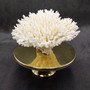 White Table Coral Cluster Large Centerpiece (1 coral 5.5L x 6.5H x 7D) Large White Table Coral for coastal home display decor & collecting! Copyright 2025 SeaShellSupply.com.
