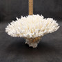 White Table Coral Cluster Large Centerpiece (1 coral 5.5L x 6.5H x 7D) Large White Table Coral for coastal home display decor & collecting! Copyright 2025 SeaShellSupply.com.