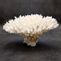 White Table Coral Cluster Large Centerpiece (1 coral 5.5L x 6.5H x 7D) Large White Table Coral for coastal home display decor & collecting! Copyright 2025 SeaShellSupply.com.