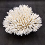 White Table Coral Cluster Large Centerpiece (1 coral 5.5L x 6.5H x 7D) Large White Table Coral for coastal home display decor & collecting! Copyright 2025 SeaShellSupply.com.