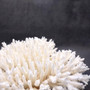 White Table Coral Cluster Large Centerpiece (1 coral 5.5L x 6.5H x 7D) Large White Table Coral for coastal home display decor & collecting! Copyright 2025 SeaShellSupply.com.