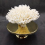 White Table Coral Cluster Large Centerpiece (1 coral 5.5L x 6.5H x 7D) Large White Table Coral for coastal home display decor & collecting! Copyright 2025 SeaShellSupply.com.