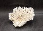 White Table Coral Cluster Large Centerpiece (1 coral 6L x 5.5H x 7.5D inches) Large White Table Coral for coastal home display & decor!