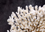 White Table Coral Cluster Large Centerpiece (1 coral 6L x 5.5H x 7.5D inches) Large White Table Coral for coastal home display & decor!