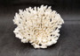White Table Coral Cluster Large Centerpiece (1 coral 6L x 5.5H x 7.5D inches) Large White Table Coral for coastal home display & decor!