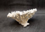 White Table Coral Cluster Large Centerpiece (1 coral 6L x 5.5H x 7.5D inches) Large White Table Coral for coastal home display & decor!