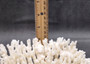 White Table Coral Cluster Large Centerpiece (1 coral 6L x 5.5H x 7.5D inches) Large White Table Coral for coastal home display & decor!