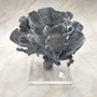 Blue Ridge Coral Cluster Heliopora Coerulea (1 coral 9L x 5D x 8.5H inches) Great Blue coral cluster for coastal home decor or display! Copyright 2025 SeaShellSupply.com. Blue Ridge Coral Cluster Heliopora Coerulea (1 coral 9L x 5D x 8.5H inches) Great Blue coral cluster for coastal home decor or display! Copyright 2025 SeaShellSupply.com.
