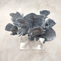 Blue Ridge Coral Cluster Heliopora Coerulea (1 coral 9L x 5D x 8.5H inches) Great Blue coral cluster for coastal home decor or display! Copyright 2025 SeaShellSupply.com. Blue Ridge Coral Cluster Heliopora Coerulea (1 coral 9L x 5D x 8.5H inches) Great Blue coral cluster for coastal home decor or display! Copyright 2025 SeaShellSupply.com.