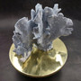 Blue Ridge Coral Cluster Heliopora Coerulea (1 coral 9L x 6.5D x 8H inches) Great Blue Coral Cluster for coastal home decor or display! Copyright 2026 SeaShellSupply.com.
