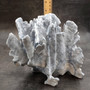 Blue Ridge Coral Cluster Heliopora Coerulea (1 coral 9L x 6.5D x 8H inches) Great Blue Coral Cluster for coastal home decor or display! Copyright 2026 SeaShellSupply.com.