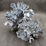 Blue Ridge Coral Cluster Heliopora Coerulea Great Blue coral cluster mounted on base for decor or display! Copyright 2026 SeaShellSupply.com