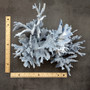 Blue Ridge Coral Cluster Heliopora Coerulea Great Blue coral cluster mounted on base for decor or display! Copyright 2026 SeaShellSupply.com