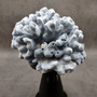 Medium Blue Ridge Coral Cluster (1 coral approx. 5L x 5D x 4H inches) Blue Heliopora Coerulea Coral for decor or centerpiece display!