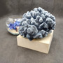 Medium Blue Ridge Coral Cluster (1 coral approx. 5L x 5D x 4H inches) Blue Heliopora Coerulea Coral for decor or centerpiece display!