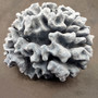 Medium Blue Ridge Coral Cluster (1 coral approx. 5L x 5D x 4H inches) Blue Heliopora Coerulea Coral for decor or centerpiece display!