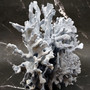Blue Ridge Coral Cluster Heliopora Coerulea Great Blue coral cluster for coastal home decor or display! Copyright 2026 SeaShellSupply.com.