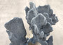 Blue Ridge Coral Cluster Heliopora Coerulea (1 coral 8.5L x 6.5D x 7H inches) Great Blue coral cluster for coastal home decor or display! Copyright 2026 SeaShellSupply.com.
