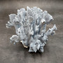 Blue Ridge Coral Cluster Heliopora Coerulea (1 coral 7.5L x 6D x 6H inches) Great Blue Coral Cluster for coastal home decor or display! 06 Copyright 2026 SeaShellSupply.com.