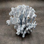 Blue Ridge Coral Cluster Heliopora Coerulea (1 coral 7.5L x 6D x 6H inches) Great Blue Coral Cluster for coastal home decor or display! 06 Copyright 2026 SeaShellSupply.com.
