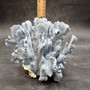Blue Ridge Coral Cluster Heliopora Coerulea (1 coral 7.5L x 6D x 6H inches) Great Blue Coral Cluster for coastal home decor or display! 06 Copyright 2026 SeaShellSupply.com.