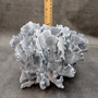 Blue Ridge Coral Cluster Large Heliopora Coerulea (1 coral 9L x 7D x 7H inches) Blue Coral Cluster for coastal home decor or display! Copyright 2025 SeaShellSupply.com. Blue Ridge Coral Cluster Large Heliopora Coerulea (1 coral 9L x 7D x 7H inches) Blue Coral Cluster for coastal home decor or display! Copyright 2025 SeaShellSupply.com.