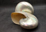 Pearlized Nautilus Seashell Polished Nautilus Pompilius (1 shell approx. 7.5+ inches) Pearlized Nautilus Shell for coastal decor & display!
