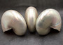 Pearlized Nautilus Seashell Polished Nautilus Pompilius (1 shell approx. 7.5+ inches) Pearlized Nautilus Shell for coastal decor & display!