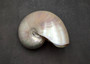 Pearlized Nautilus Seashell Polished Nautilus Pompilius (1 shell approx. 7.5+ inches) Pearlized Nautilus Shell for coastal decor & display!