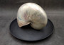 Pearlized Nautilus Seashell Polished Nautilus Pompilius (1 shell approx. 7.5+ inches) Pearlized Nautilus Shell for coastal decor & display!