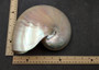 Pearlized Nautilus Seashell Polished Nautilus Pompilius (1 shell approx. 7.5+ inches) Pearlized Nautilus Shell for coastal decor & display!