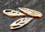Image of Center Cut Mitra Seashells Mitra (3 shells approx. 2+ inches)  Natural shells great for crafting display and collecting