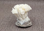 Farmed White Lettuce Coral Agaricia Agaricites (1 coral approx. 3W x 1.5H+ inches) Aquaculture Lettuce Coral sustainably grown & sourced!