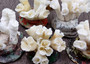 Farmed White Lettuce Coral Agaricia Agaricites (1 coral approx. 3W x 1.5H+ inches) Aquaculture Lettuce Coral sustainably grown & sourced!