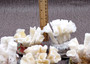 Farmed White Lettuce Coral Agaricia Agaricites (1 coral approx. 3W x 1.5H+ inches) Aquaculture Lettuce Coral sustainably grown & sourced!