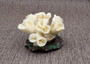 Farmed White Lettuce Coral Agaricia Agaricites (1 coral approx. 3W x 1.5H+ inches) Aquaculture Lettuce Coral sustainably grown & sourced!