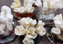 Farmed White Lettuce Coral Agaricia Agaricites (1 coral approx. 3W x 1.5H+ inches) Aquaculture Lettuce Coral sustainably grown & sourced!