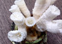 Farmed White Lettuce Coral Agaricia Agaricites (1 coral approx. 3W x 1.5H+ inches) Aquaculture Lettuce Coral sustainably grown & sourced!