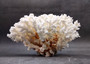 Brownstem White Lace Coral Cluster Pocillopora Damicornis (1 coral 8L x 4.5H x 7D inches) Large Lace Coral Cluster for decor & display!