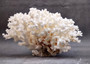 Brownstem White Lace Coral Cluster Pocillopora Damicornis (1 coral 8L x 4.5H x 7D inches) Large Lace Coral Cluster for decor & display!