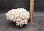 Brownstem White Lace Coral Cluster Pocillopora Damicornis (1 coral 8L x 4.5H x 7D inches) Large Lace Coral Cluster for decor & display!