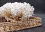 Brownstem White Lace Coral Cluster Pocillopora Damicornis (1 coral 8L x 4.5H x 7D inches) Large Lace Coral Cluster for decor & display!