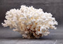 Brownstem White Lace Coral Cluster Pocillopora Damicornis (1 coral 8L x 4.5H x 7D inches) Large Lace Coral Cluster for decor & display!