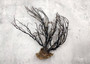 Black Sea Fan Coral Rough Dried Iciligorgia Schrammi (1 fan approx. 6+ inches) Real Rugged Black sea fan branches for arts crafts & decor!
